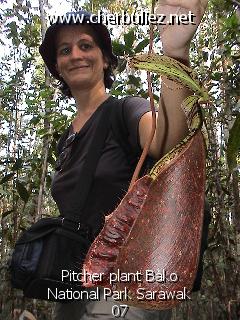 légende: Pitcher plant Bako National Park Sarawak 07
qualityCode=raw
sizeCode=half

Données de l'image originale:
Taille originale: 194204 bytes
Temps d'exposition: 1/50 s
Diaph: f/400/100
Heure de prise de vue: 2002:09:12 16:51:12
Flash: oui
Focale: 42/10 mm
